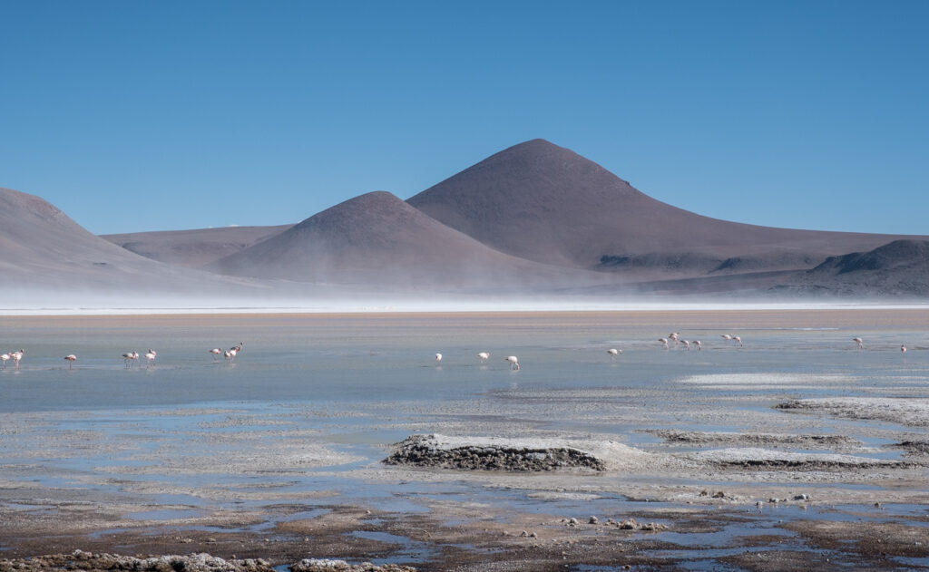 Flamincos spending time in laguna in the desert with the volcano in background