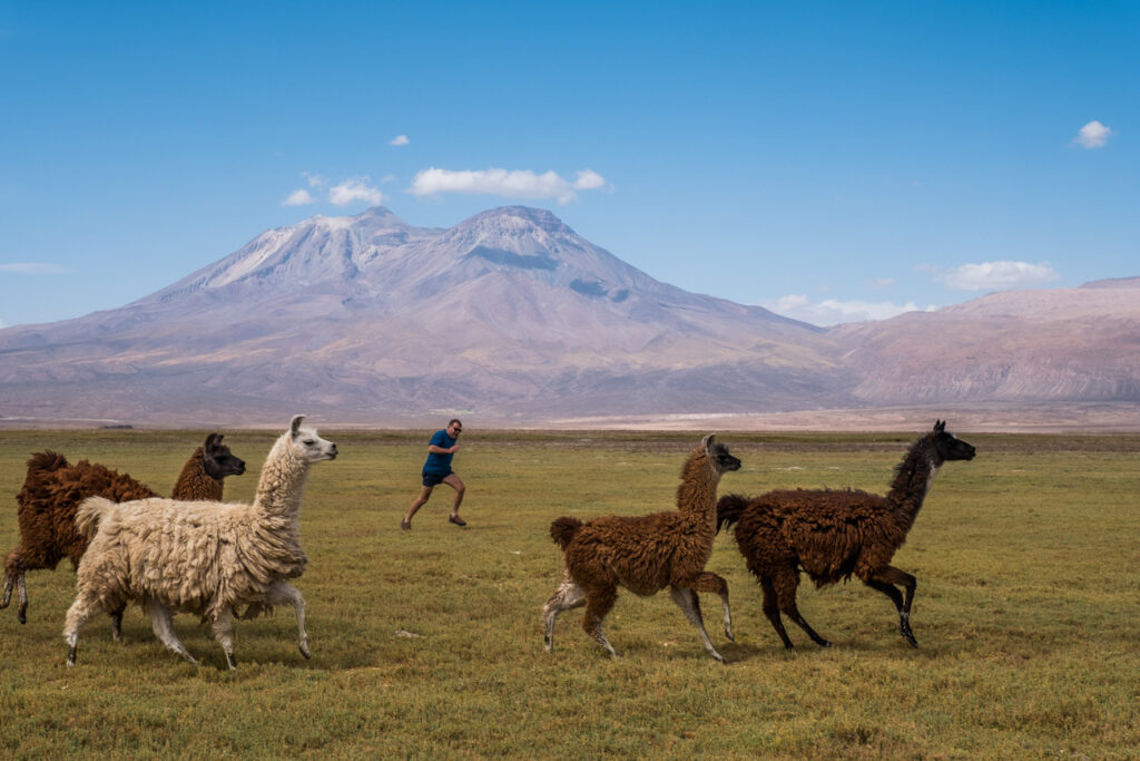 Black and White lamas chasing with man on southern American pampa with a high volcano in background