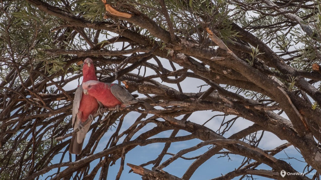 Two parrots in the trees in Australian Outback