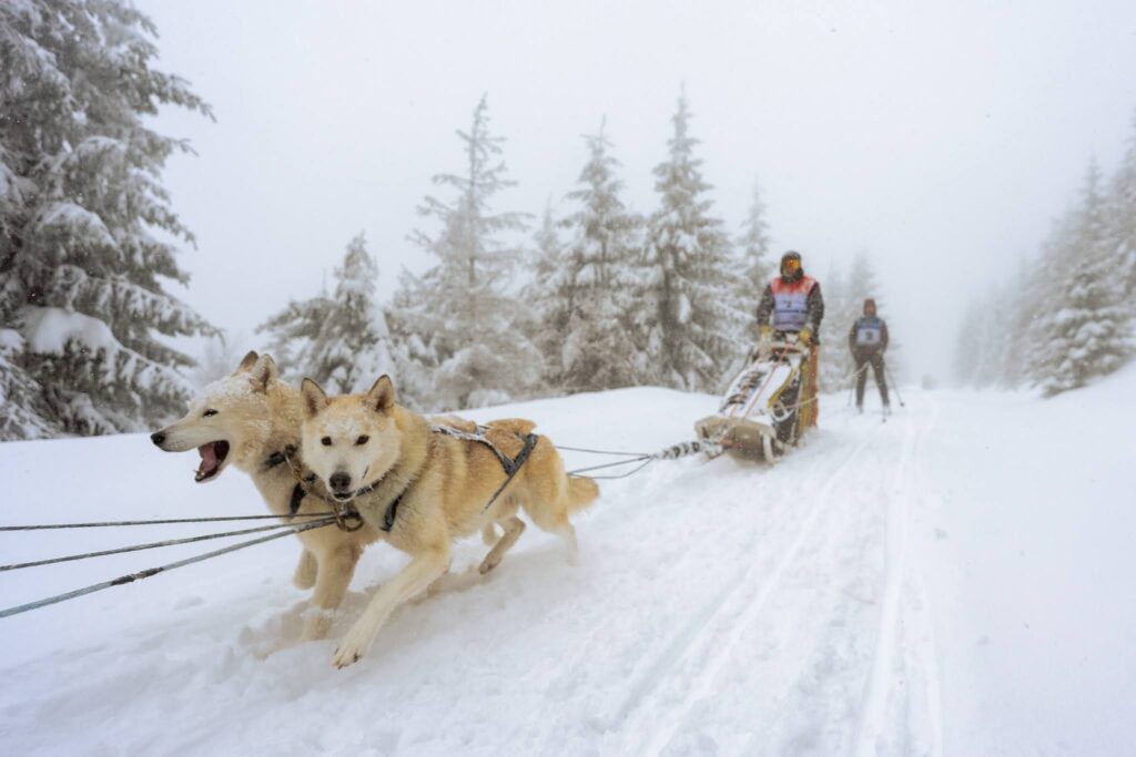 Sleddog race in a bad weather in the snowy conditions