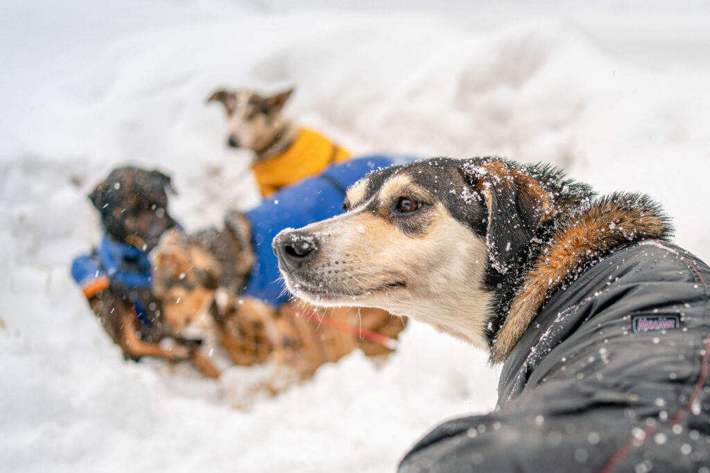 sleddog with clothing looking back in one pit with this fellow dogs