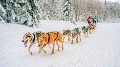 10 sled dogs pulling the sled with musher in the white snowy mountains