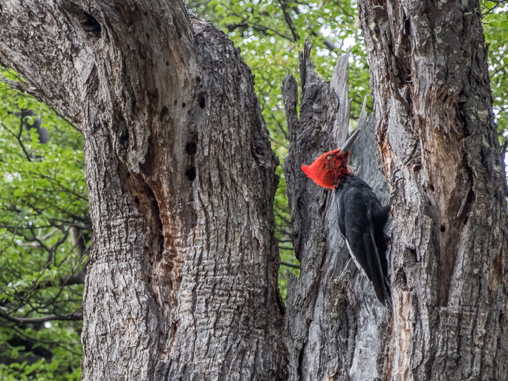 woodpecker with red cap on the side of the tree working 