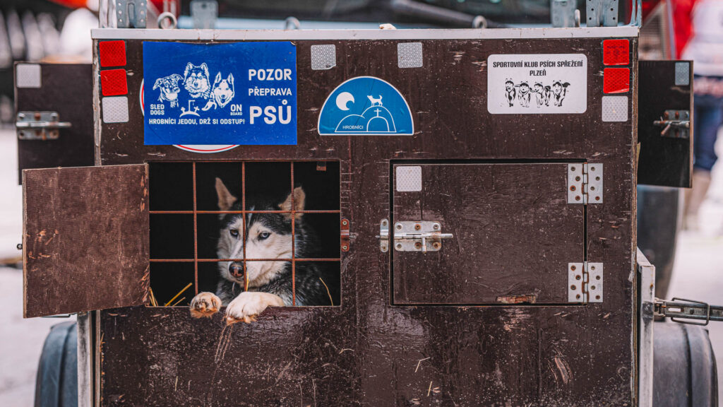 Dog in the trailer witing for the start