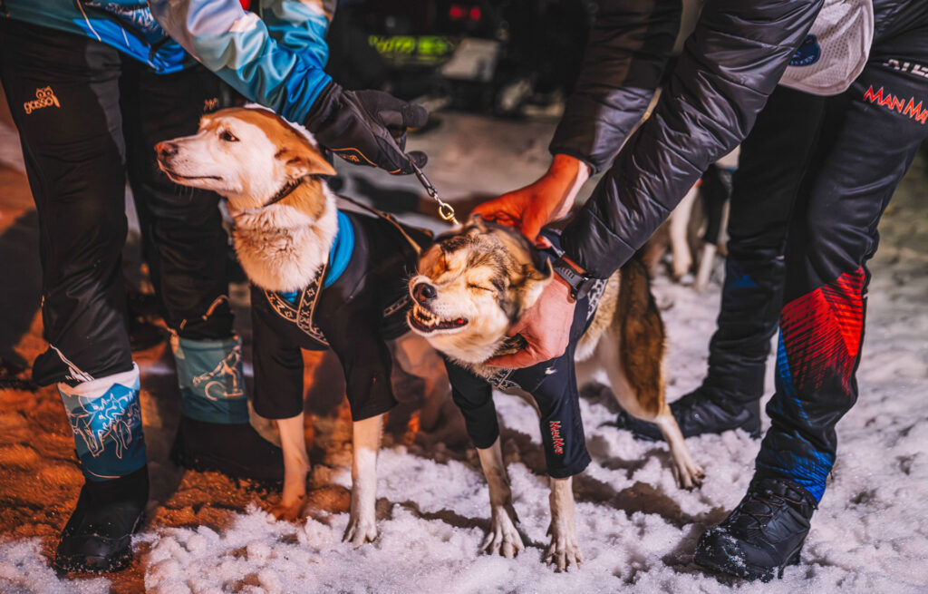 Sled dogs on the start of Ledová Jízda