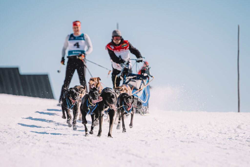 Musher with his dogr mushing on the snow with a skier behind