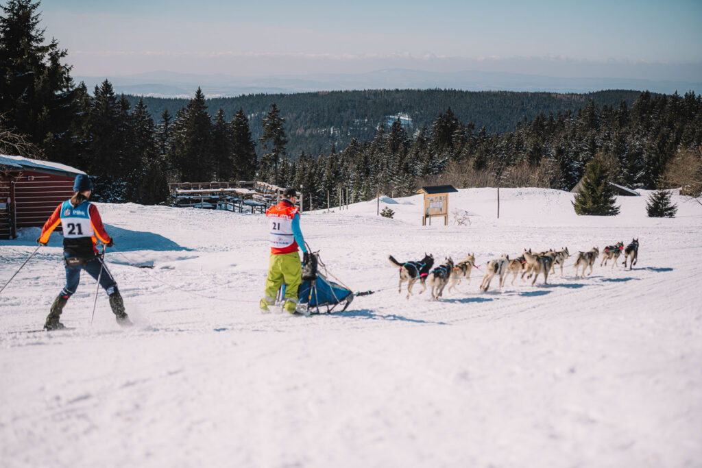 Musher and her selddogs racing with a skier on the rope behind