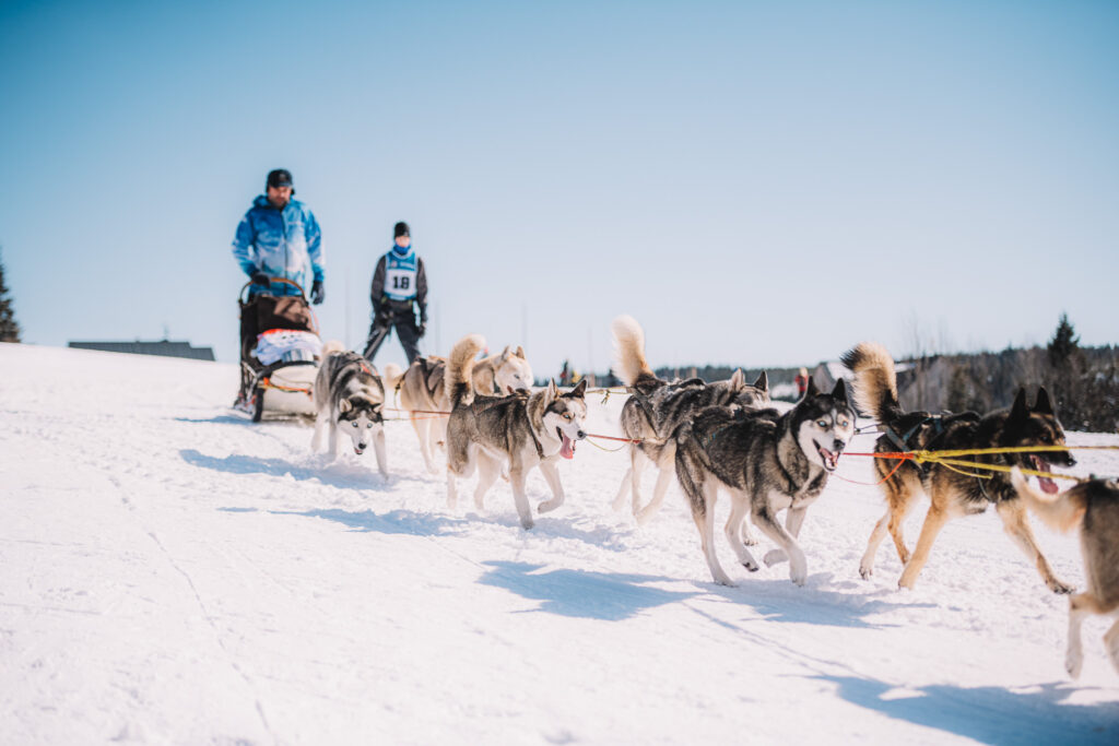 Musher racing in the race with a skier behind on race Ledová Jízda