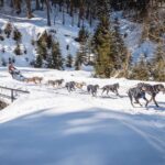 Dogsled race Ledová Jízda. Dogs mushing with a skier behind