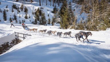 Dogsled race Ledová Jízda. Dogs mushing with a skier behind