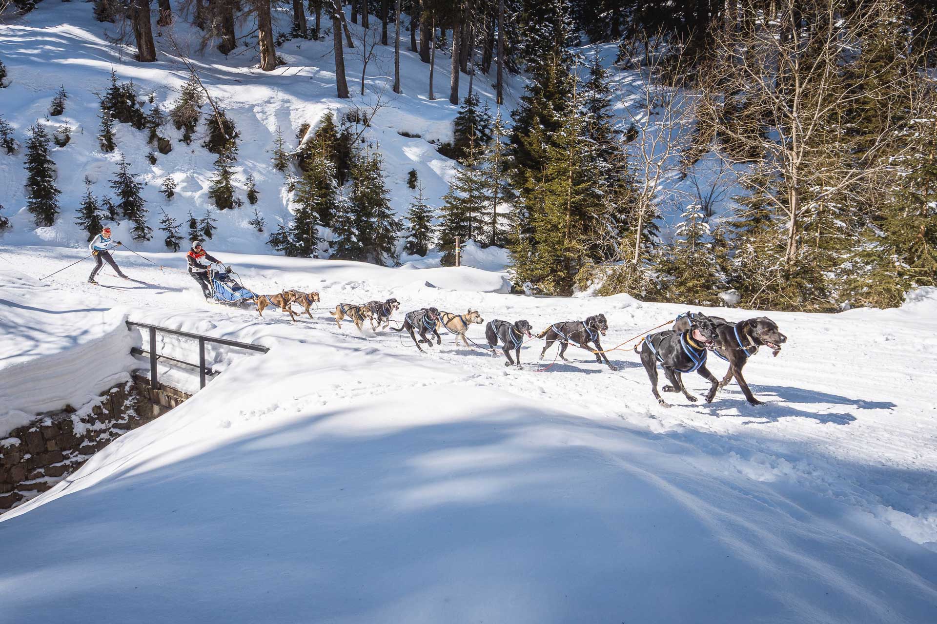 Dogsled race Ledová Jízda. Dogs mushing with a skier behind