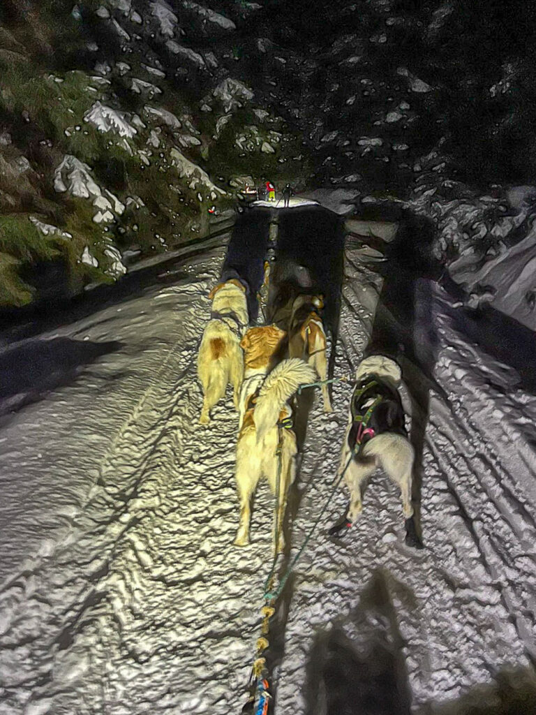 Sled dogs mushing at night in the forrest